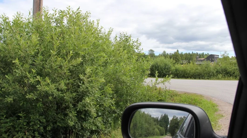 Slyn skymmer sikten. Där grusvägen från Mehedebybadet möter den av tung trafik trafikerade Dalälvsvägen är sikten obefintlig.