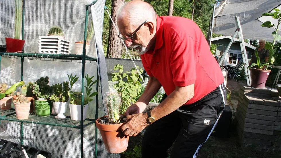 Taggigt. Vid sidan om hundpromenader och pussel ägnar  80-årsjubilaren mycket tid åt sin kaktussamling.