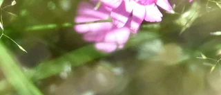 Hjälp oss: Vad är det här för blomma?