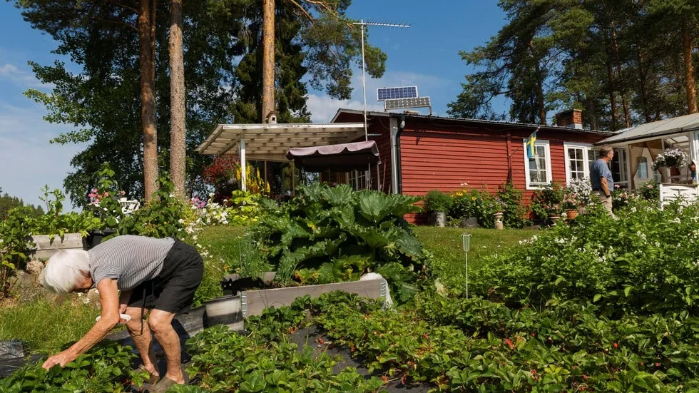 De röda bären i det ena jordgubbslandet har blommat sedan maj men på grund av artros i vänster knä kan Berit inte sitta ner och plocka. ”Det är tur att jag är vig”, säger hon.
