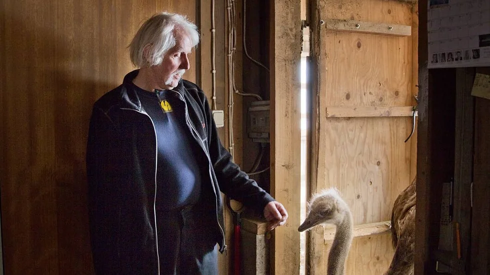 Lars Andersson bytte köttdjur mot strutsar på 90-talet, då verksamheten blomstrade. Nu är han Upplands enda strutsuppfödare.