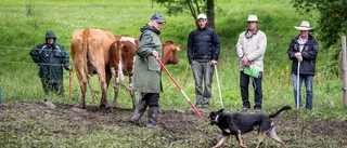 Internationell vallhundsträning