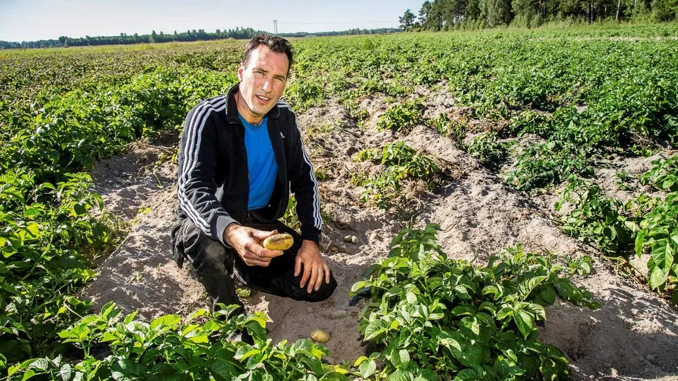 Michael Johansson visar upp de skador som gjorts av tranor och vildsvin.