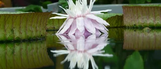 Dags för näckroskoll i Botaniska