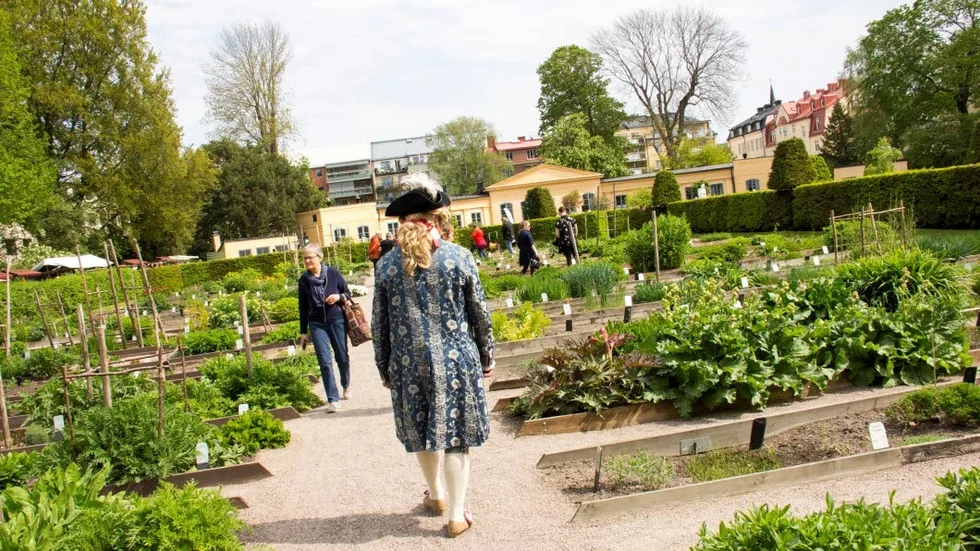 En vanlig syn i Linnéträdgården denna dag.