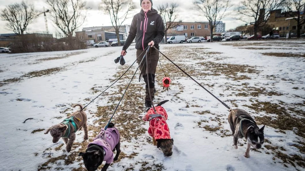 Hundarna på bilden har inget med artikeln att göra. Ofta är det småhundar som importeras till Sverige. Här är Emelie Johansson på Uppsala Hunddagis på promenad. Hon berättar att de inte har haft några problem med sjukdomar som kommit med importerade hundar och att de har hårda krav på ålder och vaccinationer innan en hund får börja där.