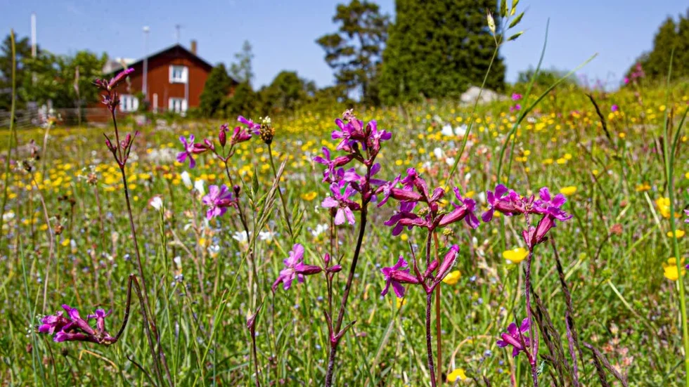Tjärblomster är en viktig nektarkälla för mnemosynefjärilen.