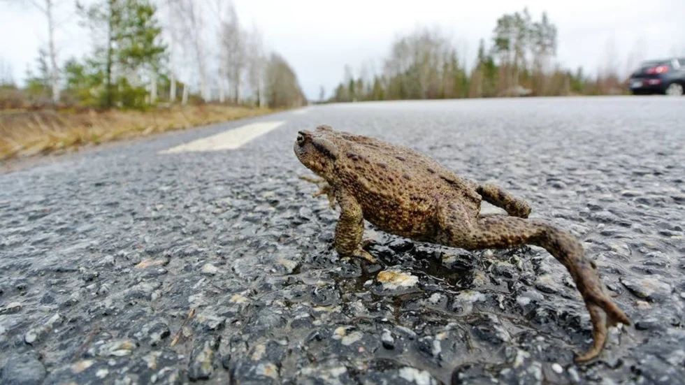 HOPPAR TIDIGT. Paddorna har redan lockats fram av värmen och börjat hoppa över väg 292 mellan Tierp och Söderfors.