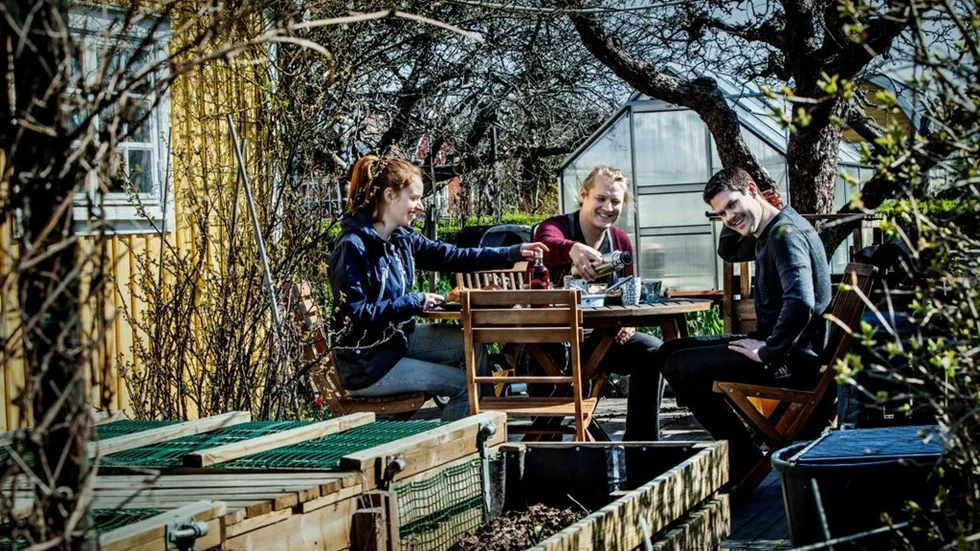 Kristin Forssell, Jonas Höijer och Viktor Stenson premiärfikar på kolonilotten.