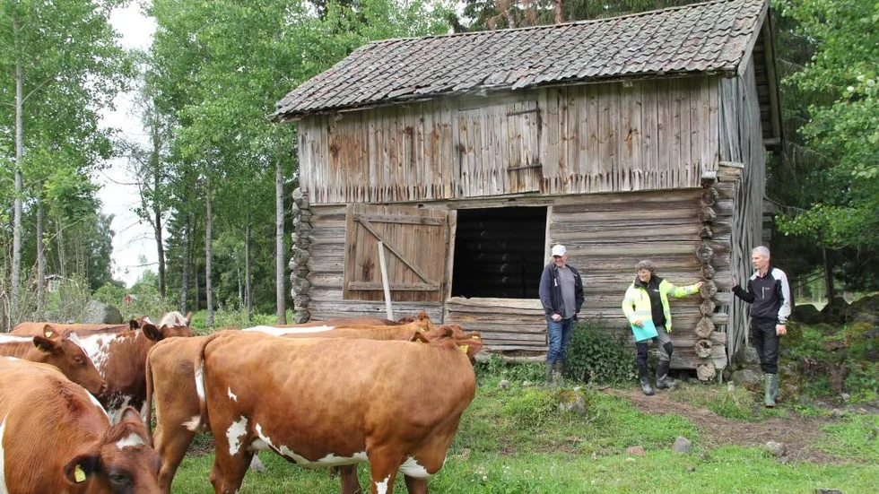 Eric Jönssons kor blev nyfikna på vad som var på gång vid den urgamla kornboden.