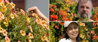 Nyköping storsatsar på blommor – så mycket kostar färgfesten
