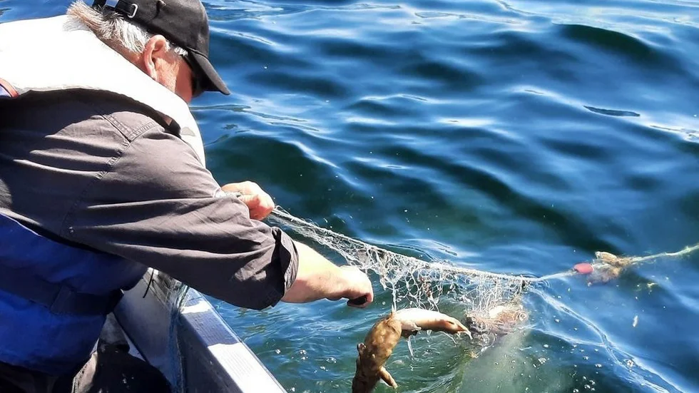 De övergivna näten innehöll uppskattningsvis 100-150 kilo fisk som var i olika stadier av förruttnelse. "Oacceptabelt", säger Dan Blomkvist, som genomförde tillsynen i helgen.