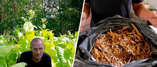 Tobaksodlaren ratar det vita snuset: "Ska inte säljas"