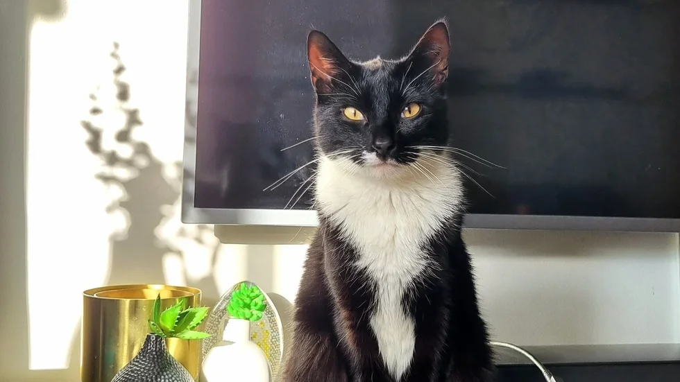 Katten Viggo hittades död någon gång under måndagen. Vila i frid Viggo.