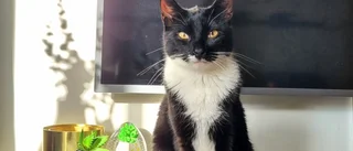 Katten Viggo död: "Aj, det gjorde ont"