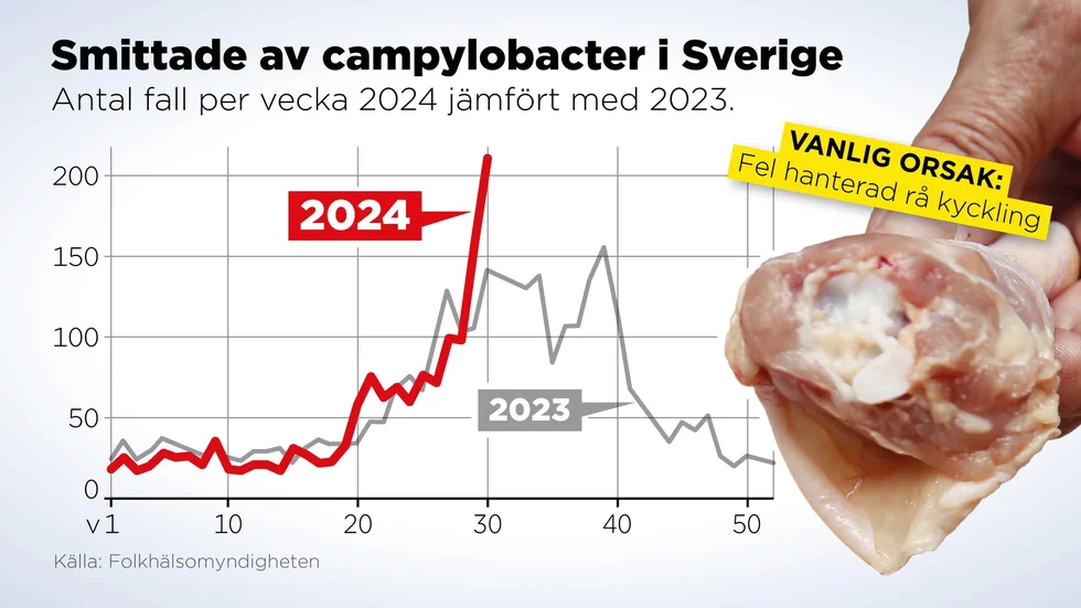 Antalet rapporterade fall av campylobacter per vecka 2024 jämfört med 2023.