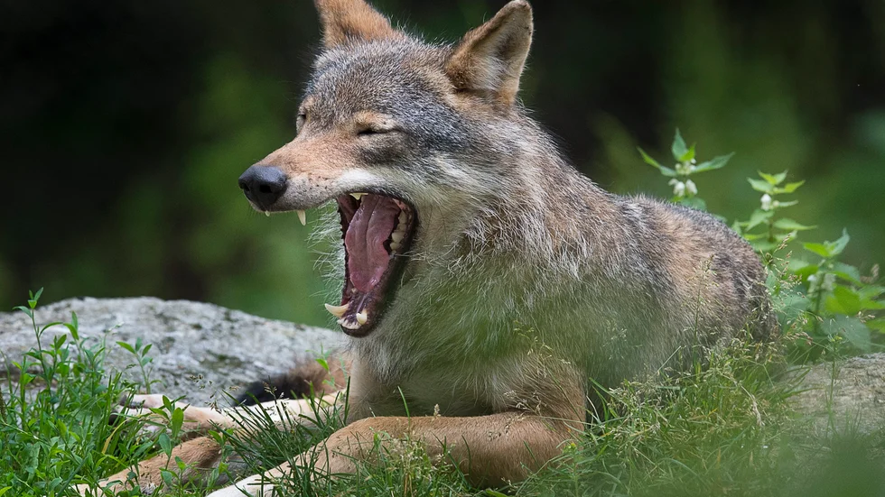 Östergötland har tre vargrevir, Långbogen, Fågelmossen och Tisaren, den sistnämnda delas med Örebro län. 