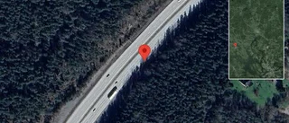 Rådjur på fel sida av viltstängslet på E18