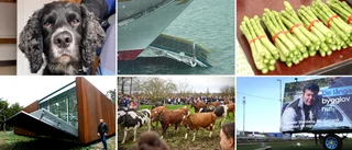 Sparrisen, båtrampen och sökhunden – har du koll på nyhetsveckan?