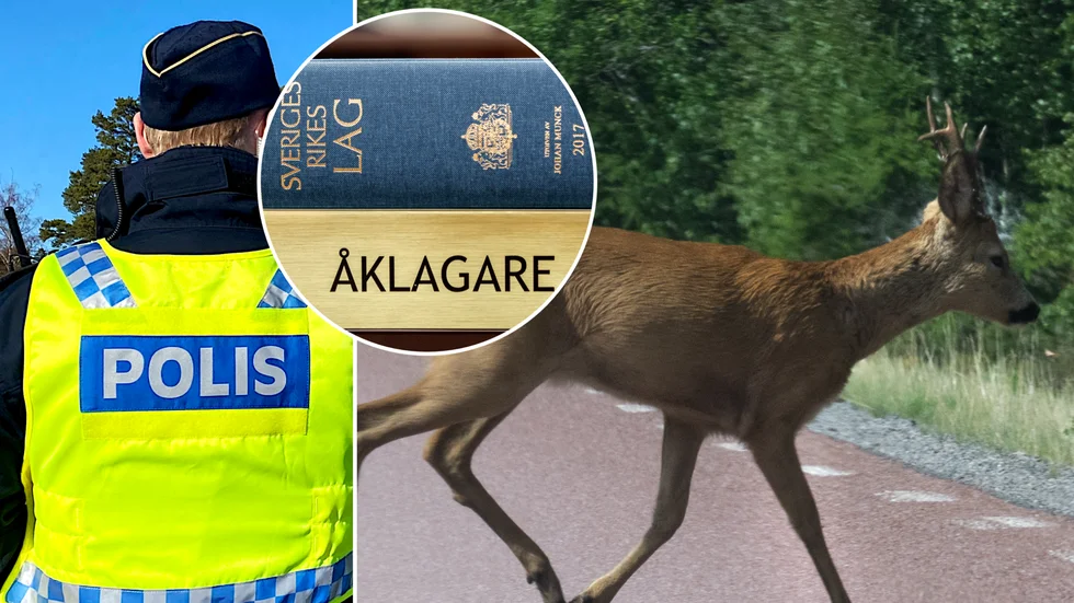 Kör du på något vilt, till exempel ett rådjur, är du skyldig att snarast anmäla det till polisen. 
