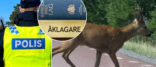 Viltolyckan kan sluta med böter: Bröt mot jaktlagen