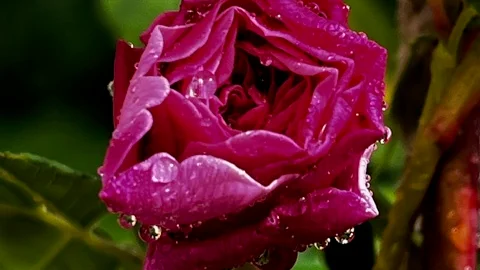Rosor.