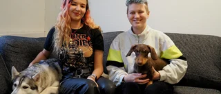 Nytt hunddagis i Katrineholm  