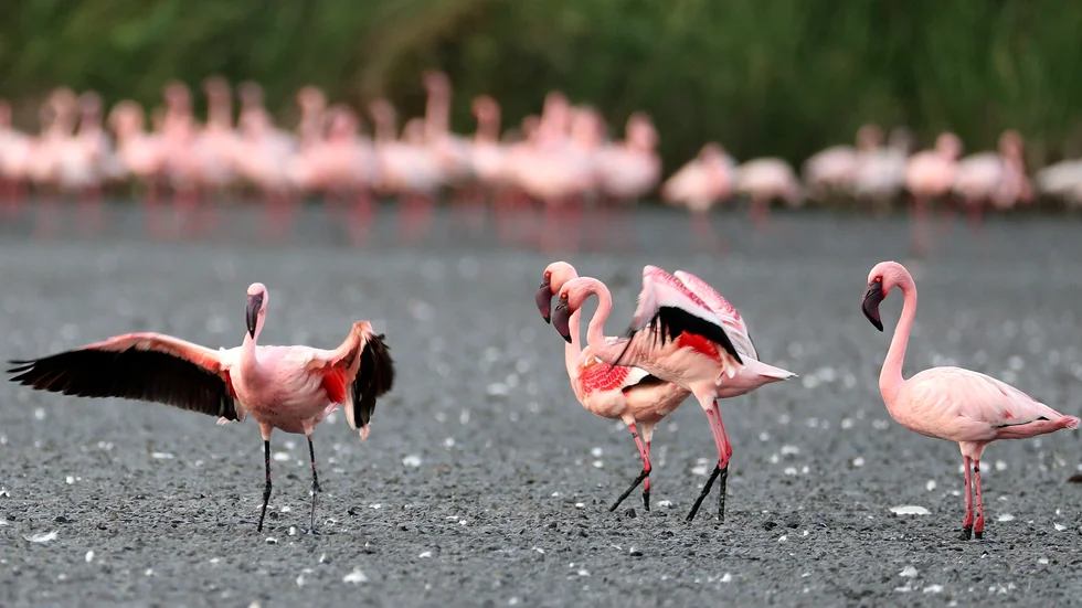 Flamingor i Indien. Arkivbild.