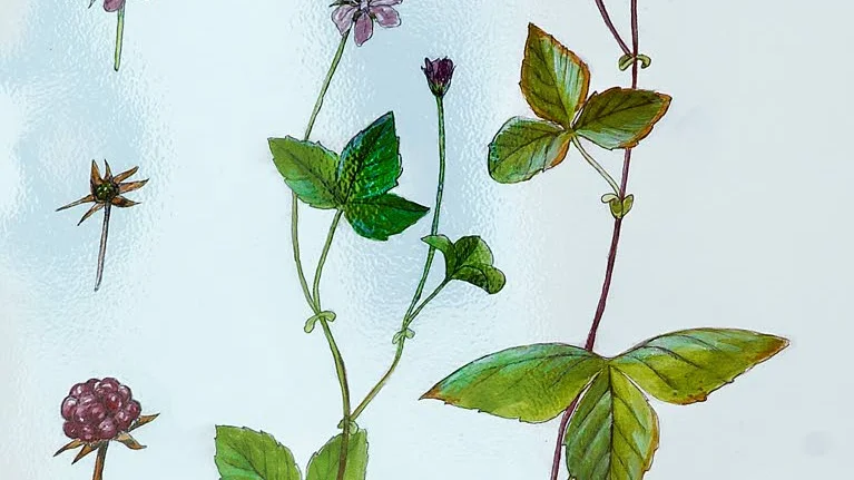 Åkerbärsblomman.