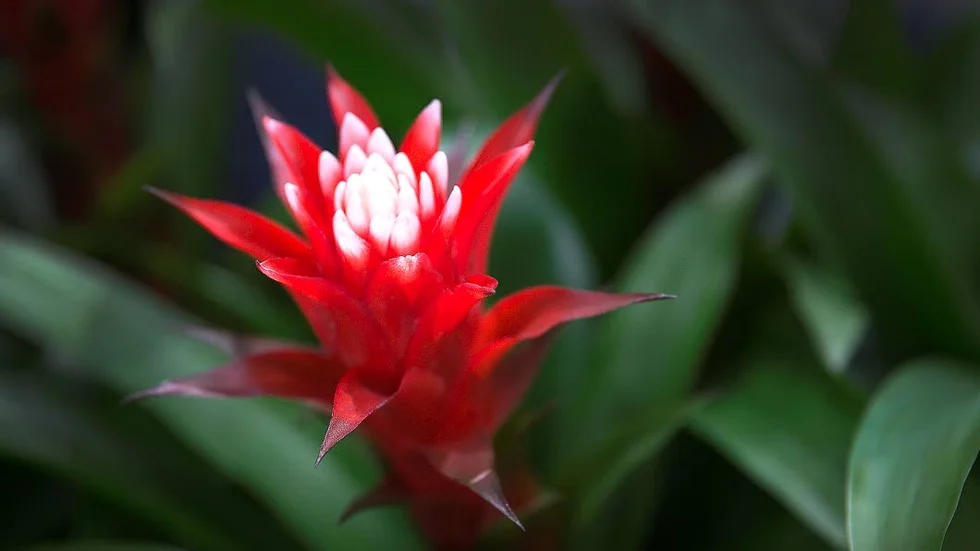 FÄRGSTARK. Guzmania är ett stort släkte med epifytiska regnskogsväxter. Har ofta mycket färgglada spiror från gröna, glänsande bladrosetter. Det finns massor med namnsorter med lite olika utseende.