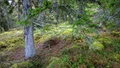 Skogsbolag högg ner jättegammal skog från Carl von Linnés tid