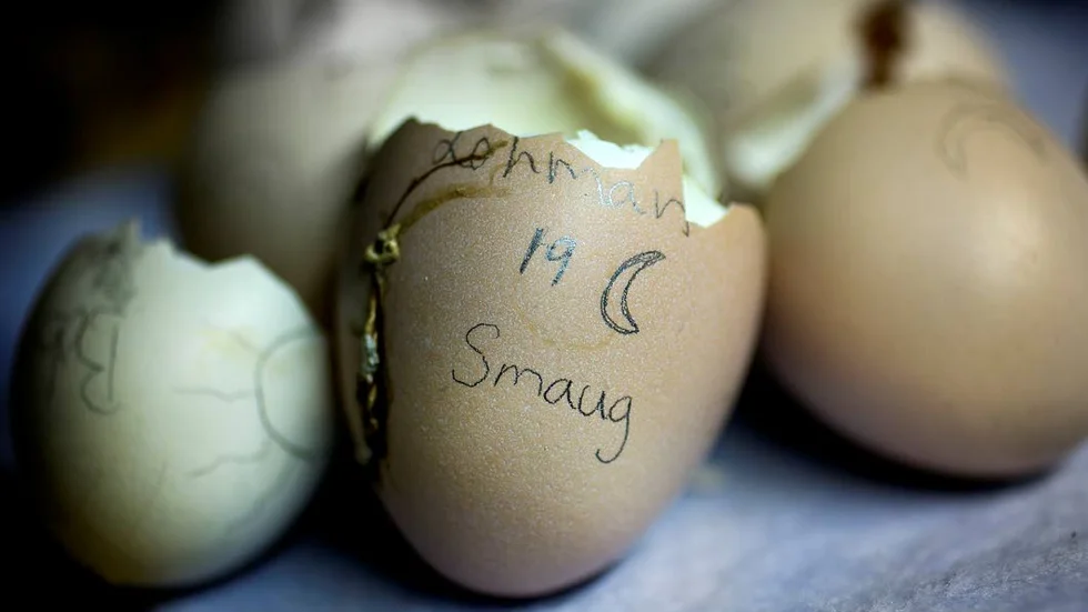 Döpta ägg. På det nykläckta äggets skal står kycklingens namn.