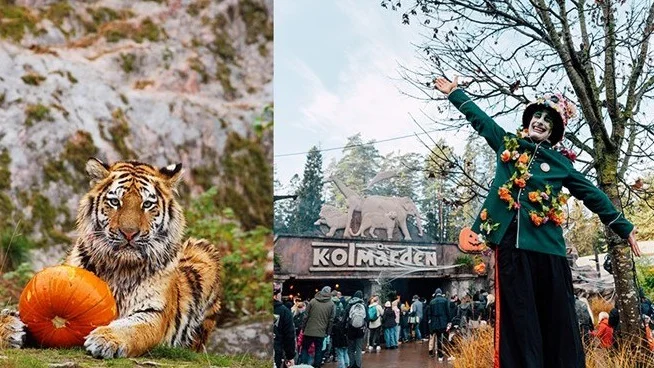 Hela 100 410 gäster har besökt Kolmården under 15 dagar och fem skräckfyllda Horror Nights-kvällar, vilket är 18 590 fler gäster jämfört med förra året.