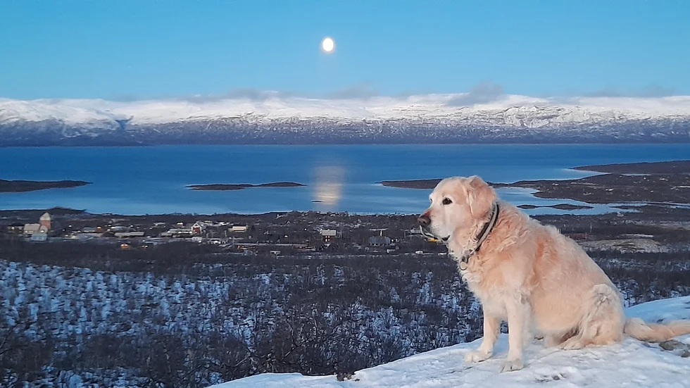 Sigge i månens sken.