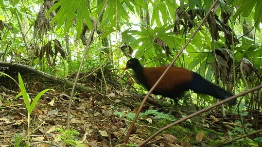 Den svartnackade fasanduvan förekommer enbart på ön Fergusson i D'Entrecasteaux-öarna, sydost om Papua Nya Guinea.
