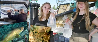 800 000 torskar från Ar ut i Östersjön