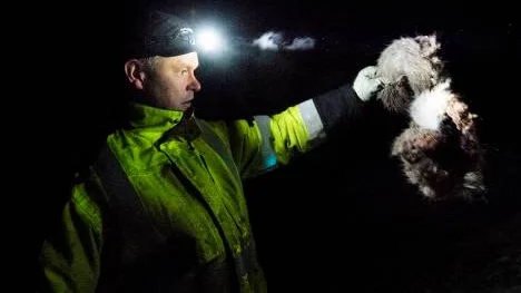 Personalen på VR Track är skyldiga att leta upp öronen från påkörda renar, en inte helt okomplicerad uppgift.