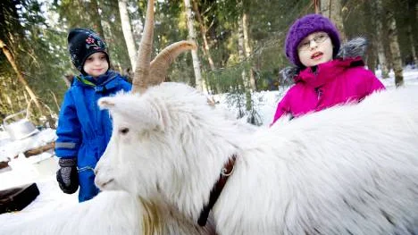 Julius och Nadja Åström-Engvall hälsar på getterna i trollskogen.