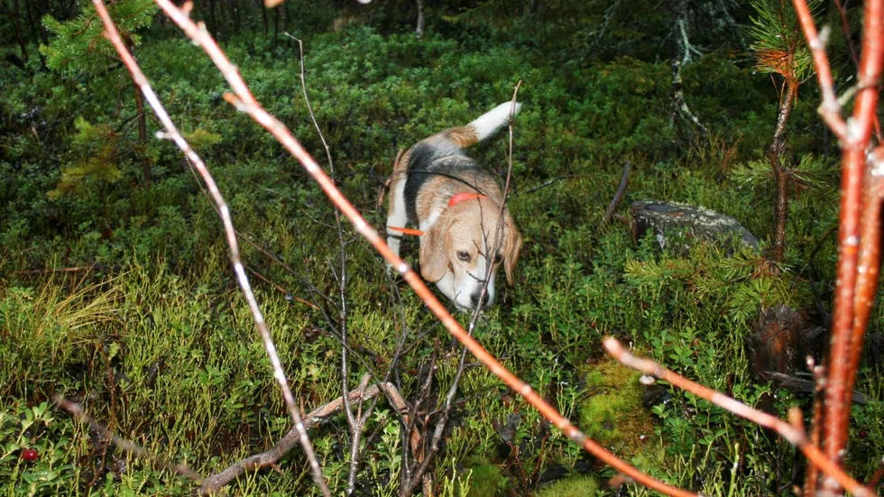 JAGAR. Trots regn och våta marker presterade Skovelmyrens Fixa ett första pris och vann Norrlandsmästerskapet och är därmed en given deltagare på SM.