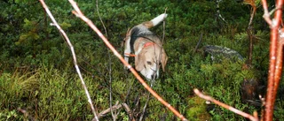 Tre beaglar klara för Sverigemästerskap