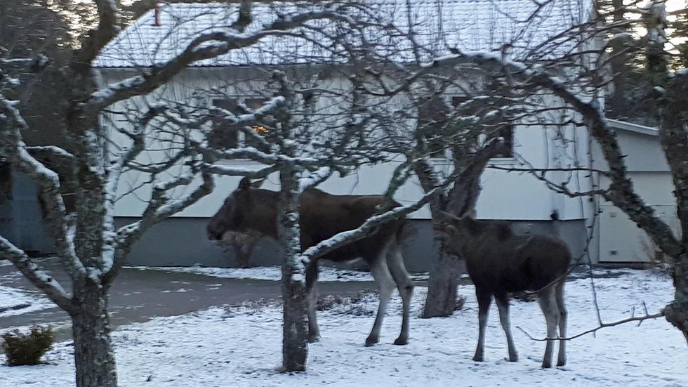 Kalven hade slutat dia när Kristian Svedberg fick upp telefonen för att fotografera. En liten varning: älgar kan bli aggressiva, särskilt om de blir trängda eller har kalv.