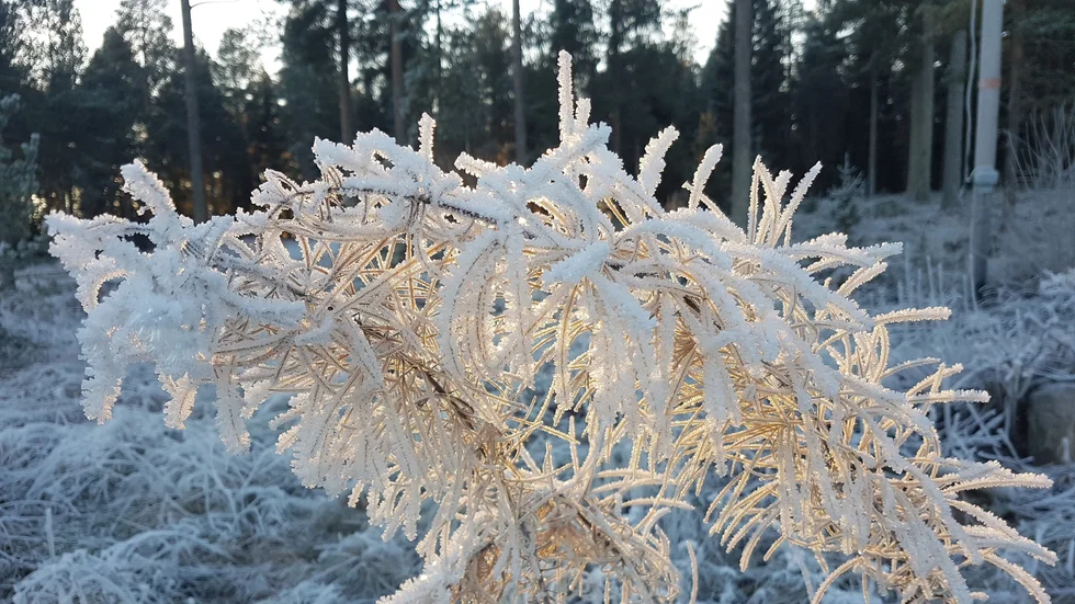 Dagens läsarbild.