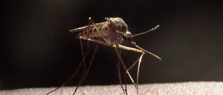 Myggorna sprider harpest