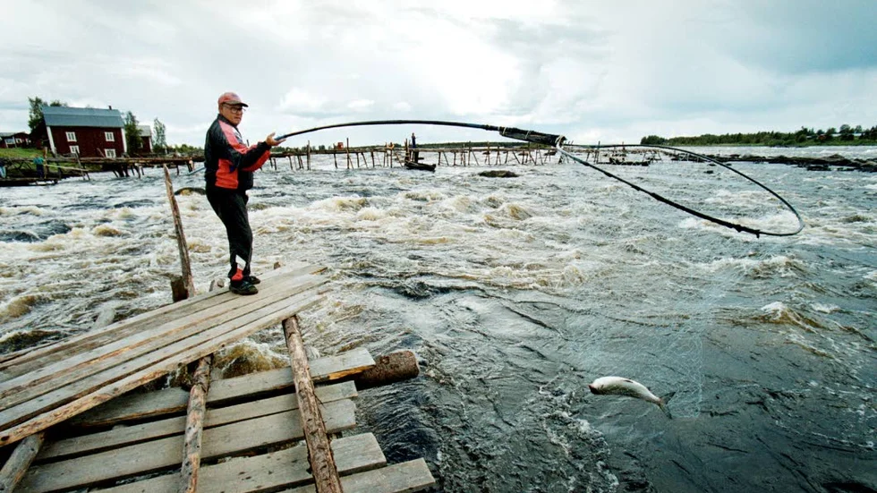 Håvfisket i Tornedalen föreslås få internationell status. Det pågår ett arbete att traditionen ska nomineras till Unescos lista över immateriella kulturarv. 