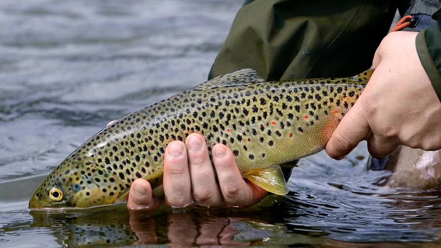 VARSAMT. Det gäller att vara försiktig när du ska återutsätta fisk. Även denna öring kunde simma vidare efter att den återhämtat sig.