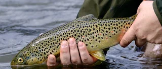 Ha koll på fiskereglerna: "De behövs för att bygga upp stammarna"