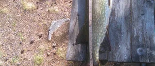 13-åringen fick en 13 kilos lax på kroken