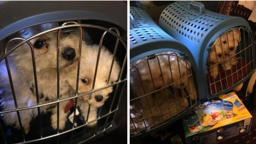 Några av hundarna som har förts in i Sverige i trånga burar. En del hundvalpar får avlivas eftersom de är i för dåligt skick.