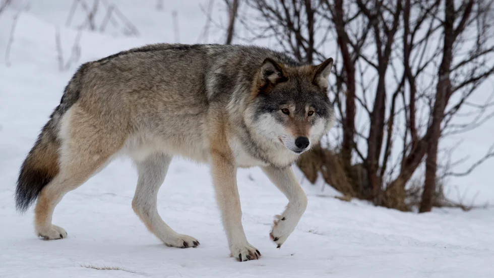 Många svenskar vill ha kvar vargen i skogen, ändå tas beslutet att reducera vargstammen med en fjärdedel, säger insändarskribenten.