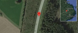Hästar på vägen på väg 55